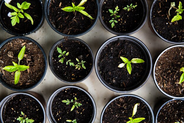 اهمیت استفاده از کود برای گیاهان آپارتمانی | گل استایل