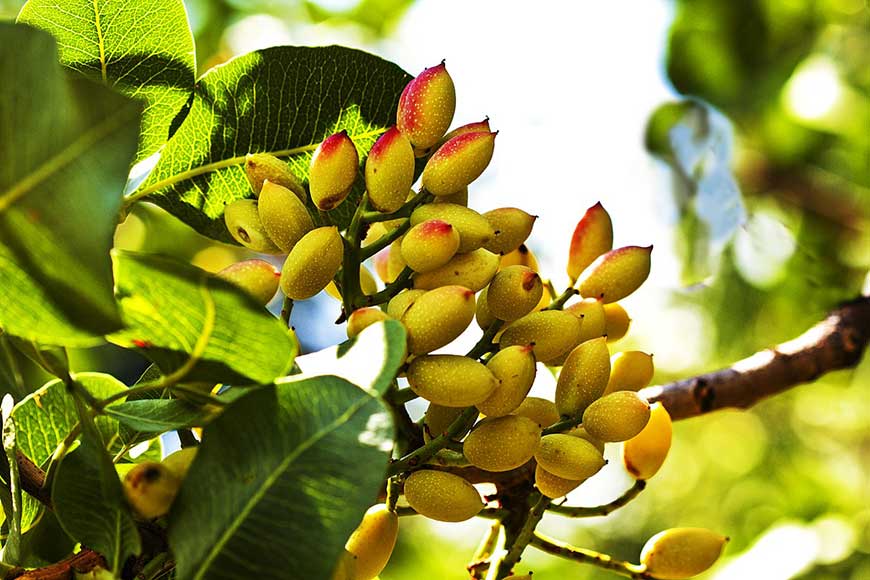 زمان مصرف هیومیک اسید برای پسته