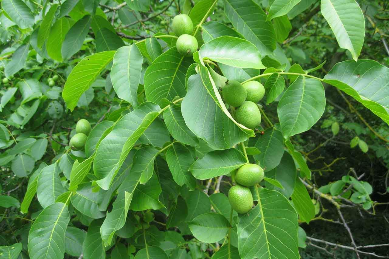 اسید هیومیک برای درخت گردو | گل استایل