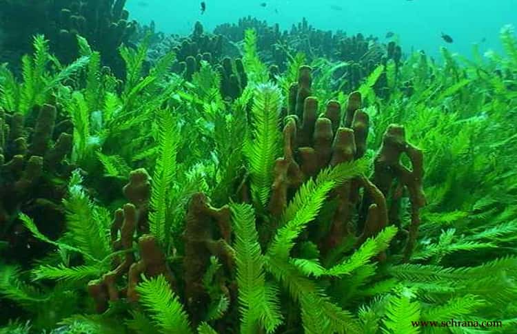 کود جلبک دریایی برای چه گیاهانی مناسب است | گل استایل